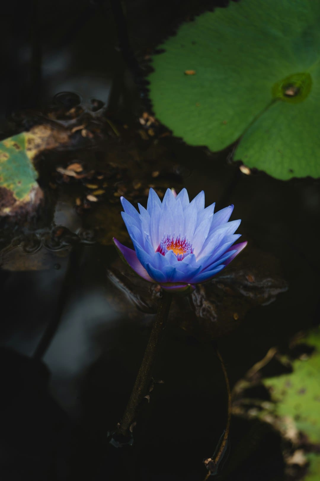 《桃花坞5》今日收官,友谊沙漏见证坞民群像聚合